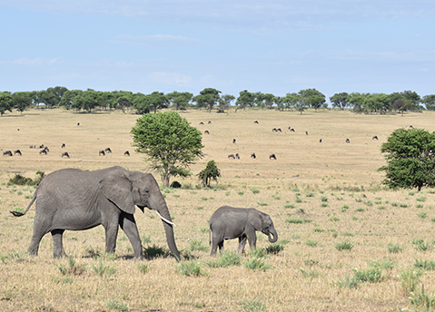 elephant jibbitz